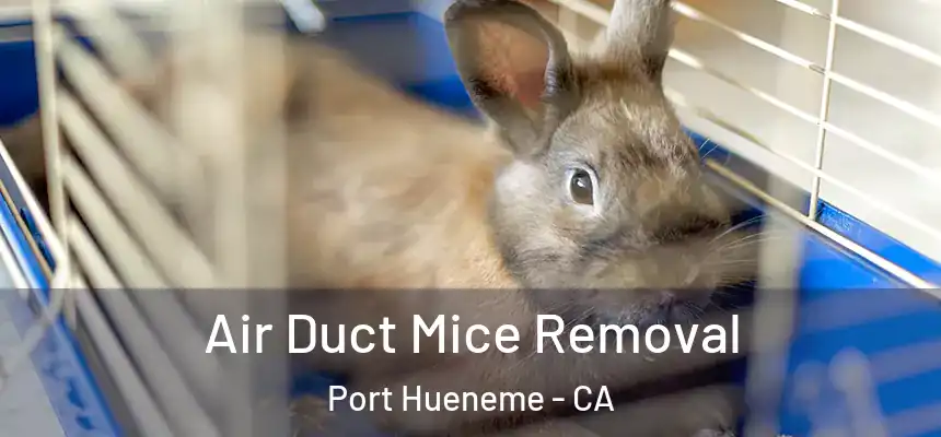  Air Duct Mice Removal Port Hueneme - CA